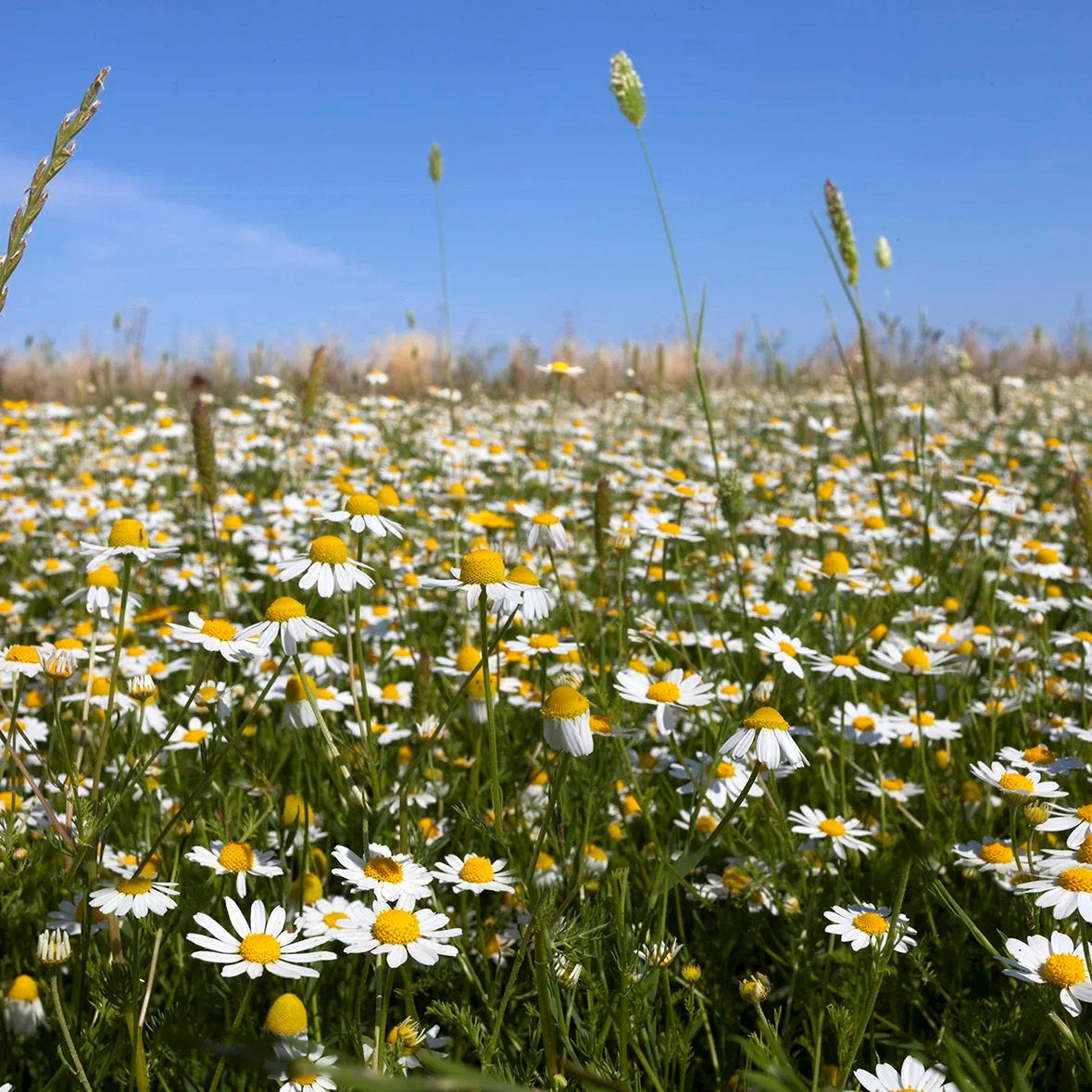 Symbeeosis Greek Organic Chamomile