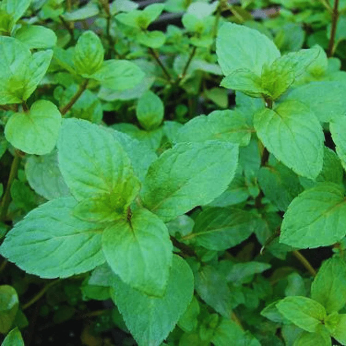 Symbeeosis Greek Organic Mint