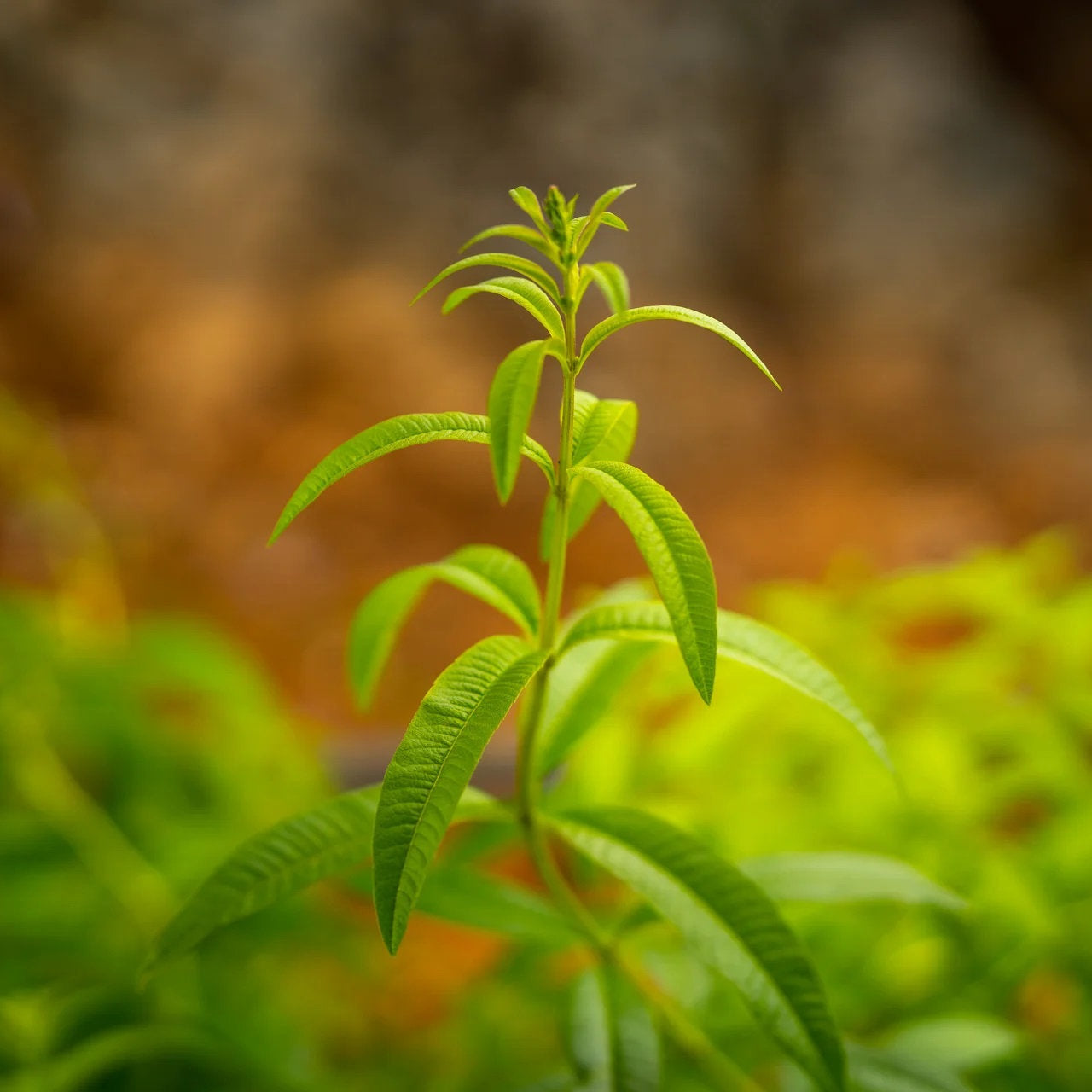 Symbeeosis Greek Organic Lemon Verbena