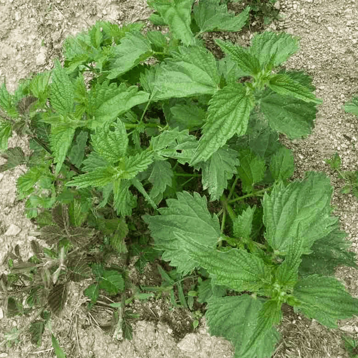 Symbeeosis Greek Organic Nettle