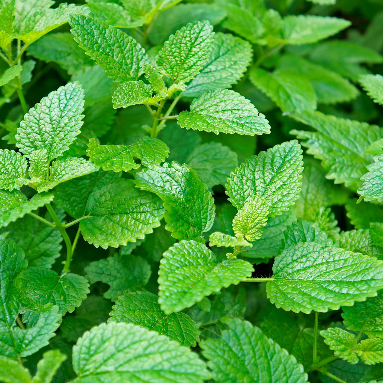 Symbeeosis Greek Organic Lemon Balm